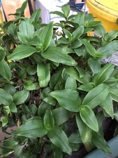 Tradescantia grün blüht