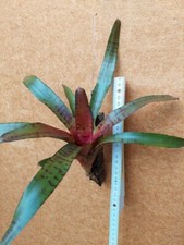 Neoregelia zeus aufgebunden - zeus, ,aufgebunden