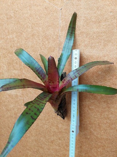 Neoregelia zeus aufgebunden - neoregelia,