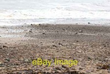 Foto 6x4 Watvögel am Strand