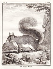 squirrel Eichhörnchen