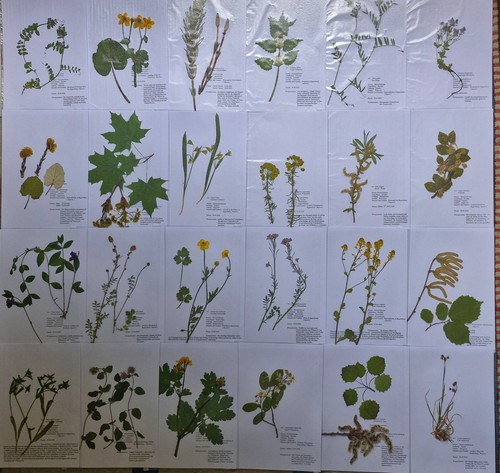 Herbarium pflanzen - herbarium, 40
