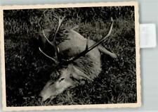 39676000 - Hirsch 8-Ender Jagdtier