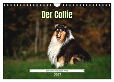 Der collie beste - der,