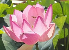 SAMEN Sagenhaft eine exotische