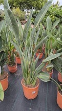Strelitzia reginae 140cm Paradiesvogelblume blühfähig Zimmerpflanze 2-3 Pflanzen