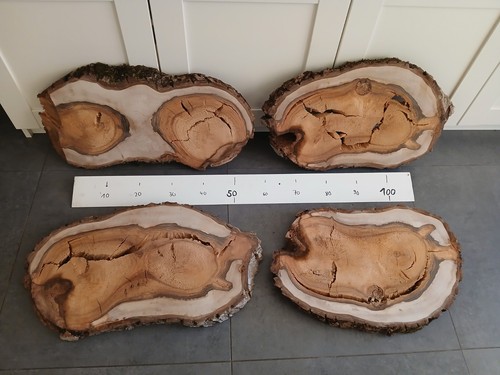 Gestockte kernfaule nussbaum - gestockte,
