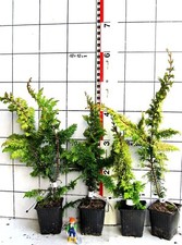 Chamaecyparis obtusa "Fernspray Gold"  seltene Zwergform, auffallende Sorte