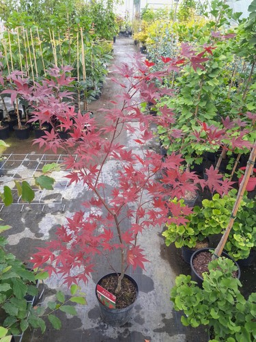 Acer palmatum bloodgood - palmatum,