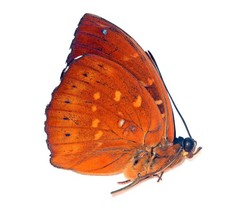 LEPIDOPTERA, NYMPHALIDAE