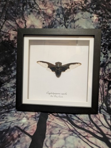 Black wing cicada - black,