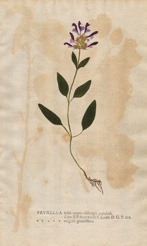 Prunella braunelle brownwort - prunella,