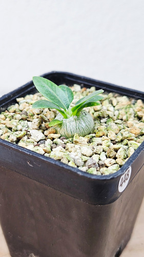 Pachypodium