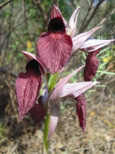 Serapias cordigera