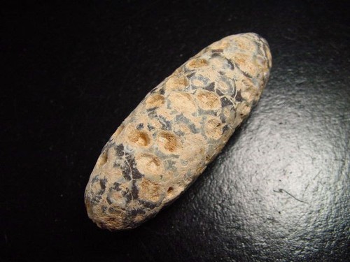 Fossiler pinienzapfen mm - fossiler, 59