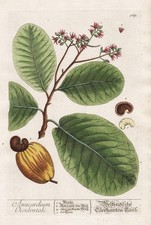 Cashew nuts Cashewkerne botany Botanik Blackwell Kräuterbuch engraving 1760