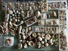 Sammlung von Versteinerungen (