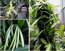 Echte Vanille exotische duftende Pflanzen für die Wohnung drinnen Zimmerpflanze/