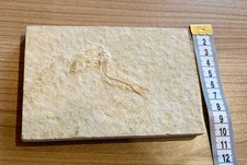 Fossil aus Solnhofen –