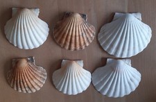6x echte Muscheln
