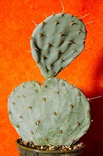 Opuntia robusta 17 cm groß Blattkaktus