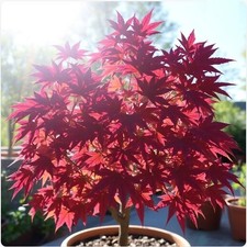 2 winterharter Ahorn blut-rot