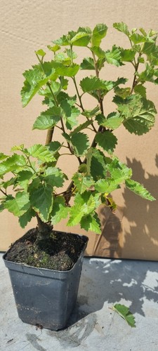 Bonsai birkenbaum - bonsai,,