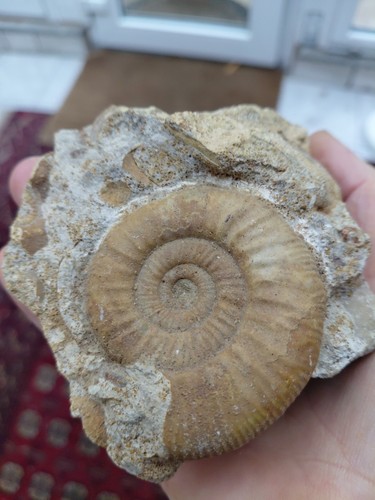 Ammonit fossilien 400gr - ammonit,