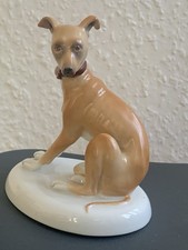 Windhund Whippet Italienisches