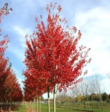 Roter-Ahorn RED SUNSET 120-140 cm im Container