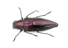 Buprestidae iridotaenia sp - iridotaenia,