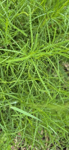 Santolina viridis olivenkraut - santolina,