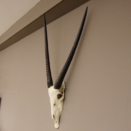 Starke oryx - starke, gazella)
