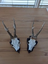 2 Reh-Gehörne Geweihe Rehbock