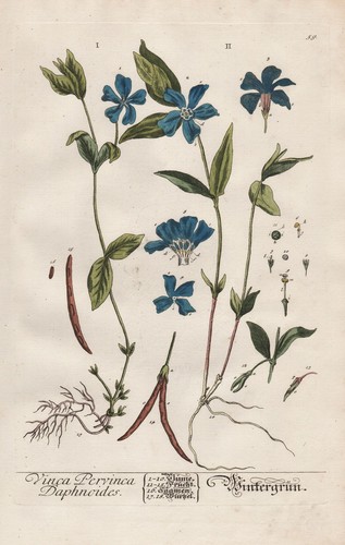 Immergrün periwinkle vinca - immergrün,