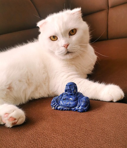 Lachende buddha figur - lachende, aus
