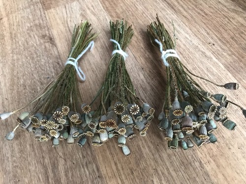 Mohnkapseln-Klatschmohn