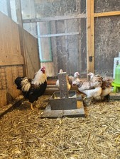 10 Bruteier Zwerg Wyandotten