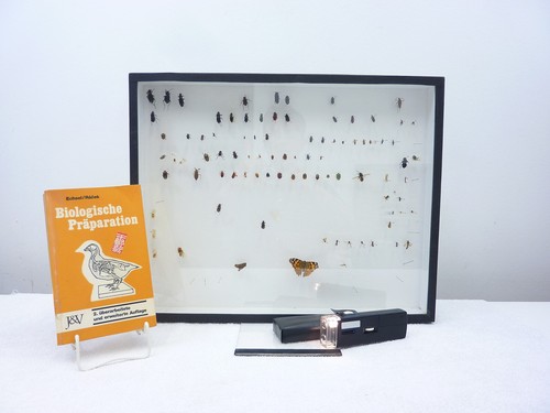 Echte insekten präparate vom - präparate,