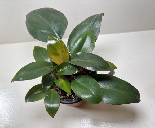Philodendron red emerald live - red,