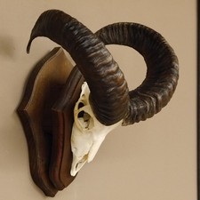 Mufflon (Ovis gmelini musimon) Widder Geweih Schädeltrophäe HL 49 cm 82.1.111