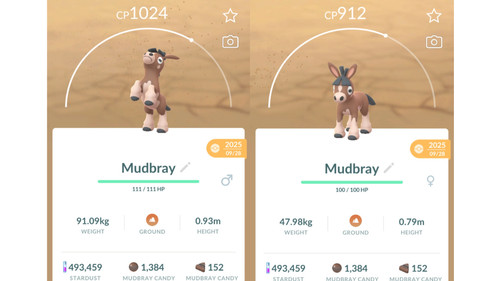 Non shiny mudbray nicht - shiny, (nicht