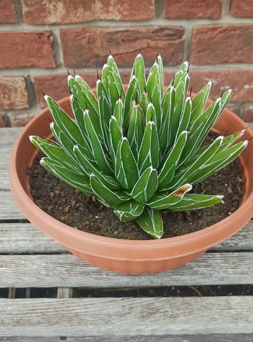 Agave victoriae reginae - reginae, in