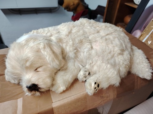 Deko hundewelpe schlafend - deko,