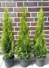 1st. Thuja Smaragd 120– 150cm reine Pflanzhöhe immergrüne Heckenpflanzen Sale %
