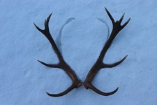 Abwurfstangen Geweihstangen