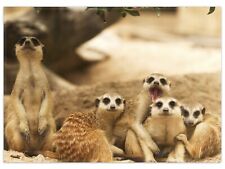 Wallario Teppich Fußmatte ab 50x70cm -Motiv Niedliche  Erdmännchen  kuscheln