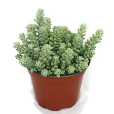 Exotenherz - Sedum morganianum burritum - Affenschaukel - 12cm Topf