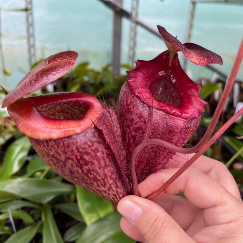 Nepenthes rajah tenuis - nepenthes, x