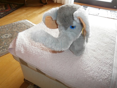 Steiff elefant cosy - steiff, elefant-cosy